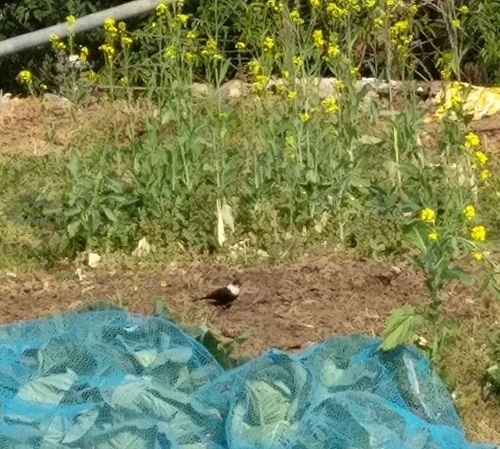 White-collared Blackbird (Turdus albocinctus), photo 10