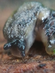Arion intermedius