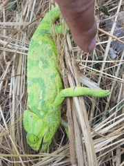 Chamaeleo chamaeleon