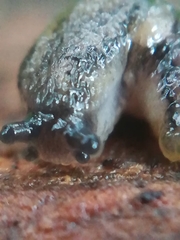 Arion intermedius
