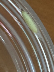 Insecta