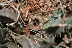 Huernia barbata