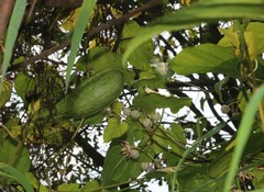 Cynanchum annularium