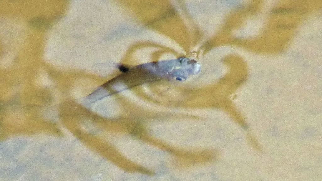 Steindachnerina brevipinna