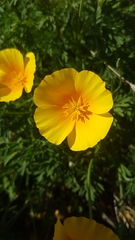 Eschscholzia californica