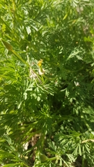 Eschscholzia californica