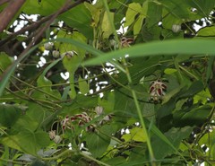 Cynanchum annularium