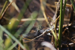 Somatochlora alpestris