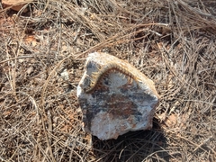 Scolopendra polymorpha