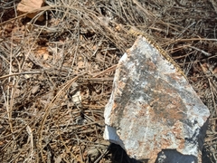 Scolopendra polymorpha