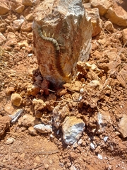 Scolopendra polymorpha