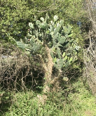 Opuntia rioplatense