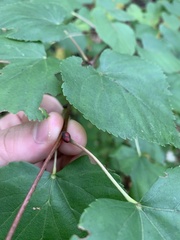 Tilia cordata