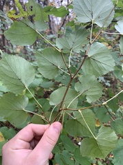 Tilia cordata