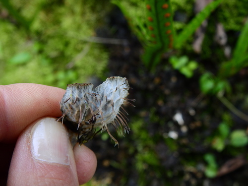 Peltigera dolichorhiza image