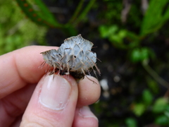 Peltigera dolichorhiza image