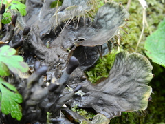Peltigera dolichorhiza image