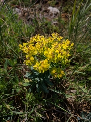 Euphorbia rigida