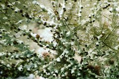 Image of Plumularia habereri