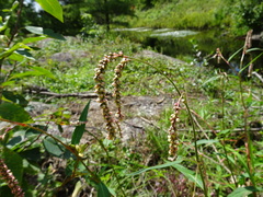 Persicaria careyi