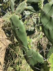 Opuntia rioplatense