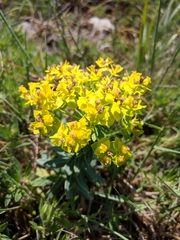 Euphorbia rigida