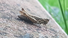 Chorthippus brunneus
