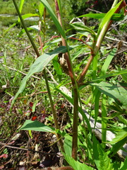 Persicaria careyi