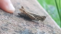 Chorthippus brunneus