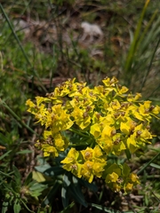 Euphorbia rigida