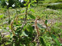 Persicaria careyi