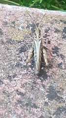 Chorthippus brunneus