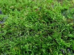 Lembophyllum divulsum