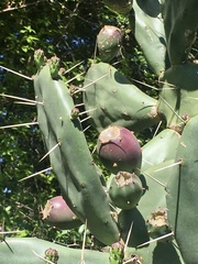 Opuntia rioplatense