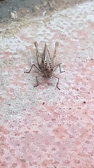 Chorthippus brunneus