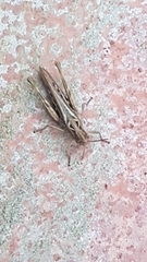 Chorthippus brunneus