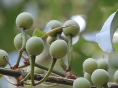 Calophyllum soulattri