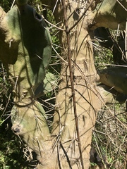 Opuntia rioplatense