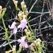 Dicerandra modesta - Photo (c) ntitelbaum,  זכויות יוצרים חלקיות (CC BY)