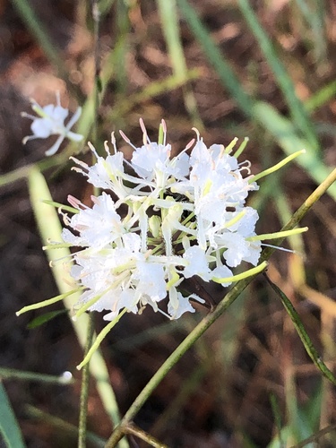 Image of Warea carteri by (c) novvictan, some rights reserved (CC BY)