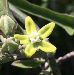 Araujia brachystephana