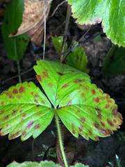 Diplocarpon fragariae