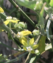 Araujia brachystephana