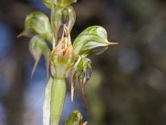 Pterostylis aciculiformis