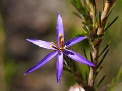 Calectasia intermedia