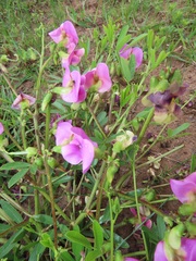 Sphenostylis angustifolia
