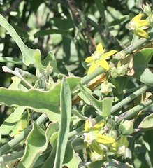 Araujia brachystephana