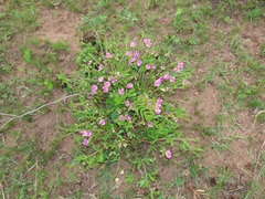 Sphenostylis angustifolia