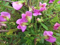 Sphenostylis angustifolia