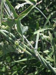 Araujia brachystephana